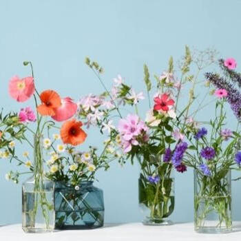 Grow Cut Flowers at Home: Planning a Cutting Garden