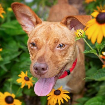 Dogscaping: Designing a Dog-Friendly Garden