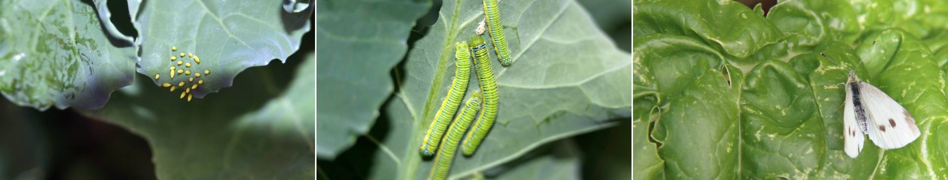 A Veggie Gardener's Guide to Cabbage Moths, Butterflies, and Caterpillars