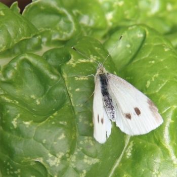 A Veggie Gardener's Guide to Cabbage Moths, Butterflies, and Caterpillars