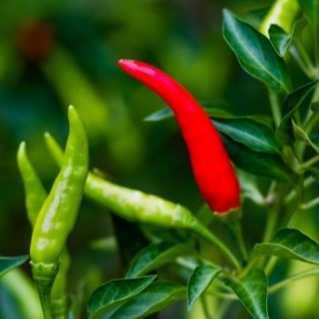 How to Save Seeds From Homegrown Chillies