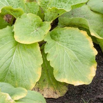 Avoiding Nitrogen Drawdown When Using Mulch