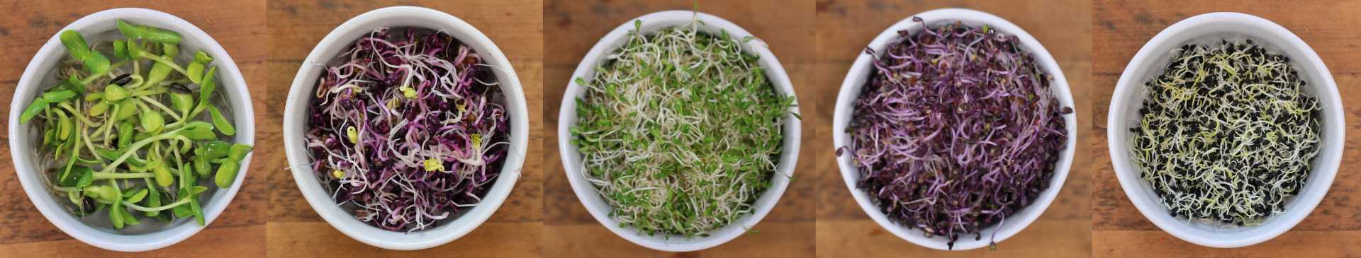Sprouts: Miniature Marvels