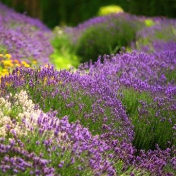 Lavender: The Scent of Summer