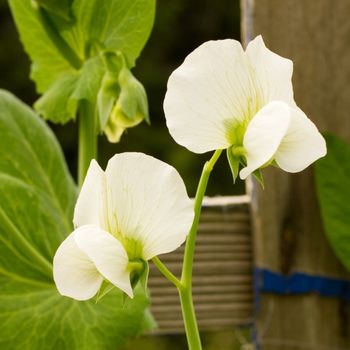 Sweetpea Seeds