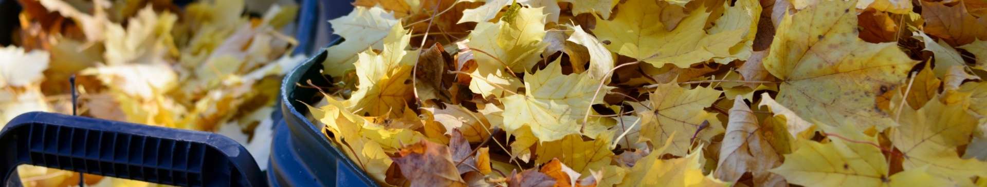 Autumn Leaves: A Natural Harvest That Shouldn't Go to Waste