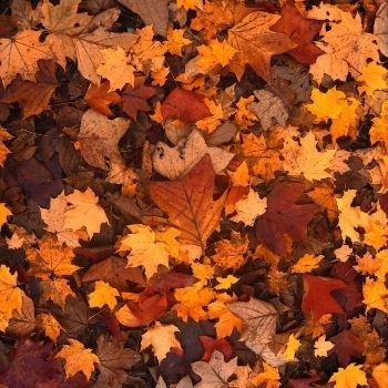 Autumn Leaves: A Natural Harvest That Shouldn't Go to Waste
