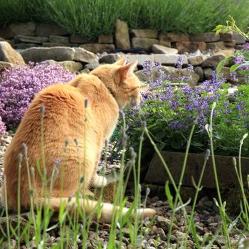 Purrfect Feline-Friendly Herbs to Grow for Cats