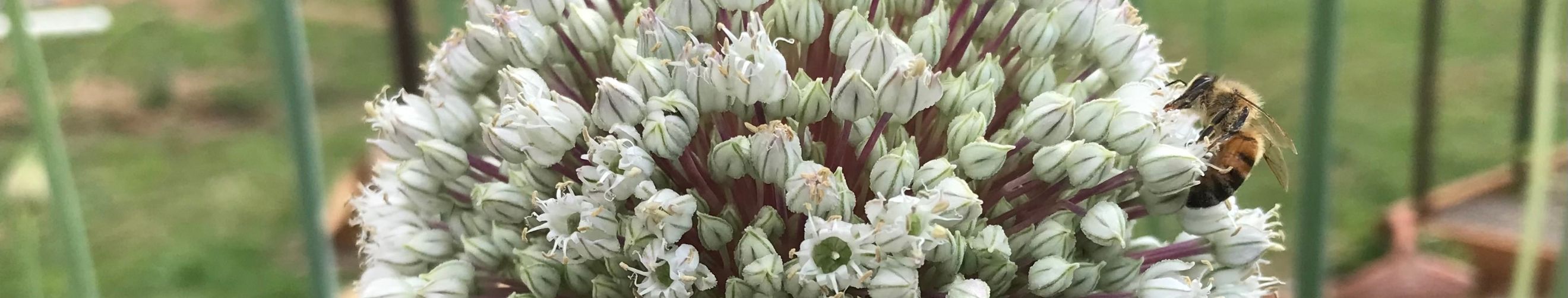 What Is The Spring Equinox And How Does It Affect The Garden?
