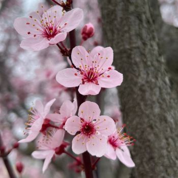 What Is The Spring Equinox And How Does It Affect The Garden?