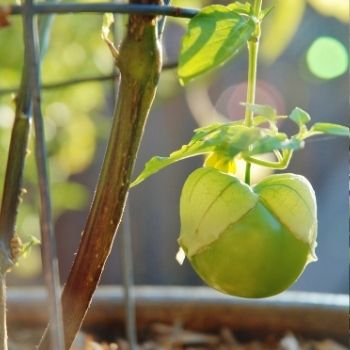 Tomatillo Seeds