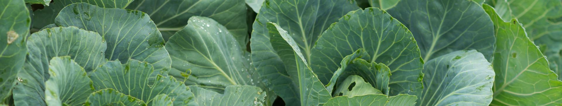 All About Collards