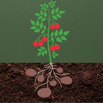 The Ketchup ‘n’ Fries Plant: Grafting Potatoes with Tomatoes