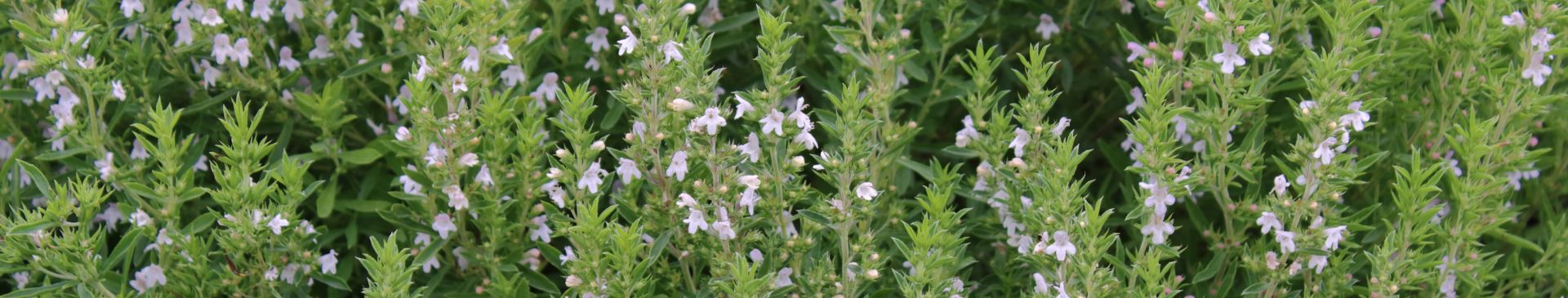 Summer Savory Vs Winter Savory: What’s The Difference And Which One Should You Grow?