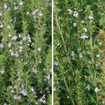 Summer Savory Vs Winter Savory: What’s The Difference And Which One Should You Grow?
