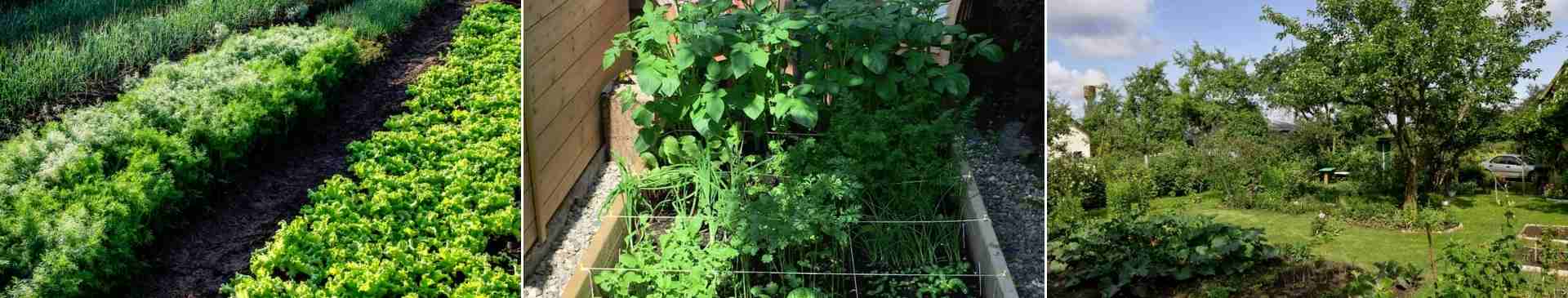 A Beginner's Guide to Veggie Growing in a Shady Garden