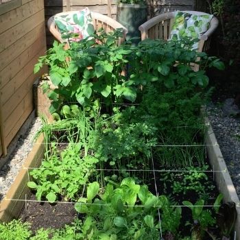 A Beginner's Guide to Veggie Growing in a Shady Garden