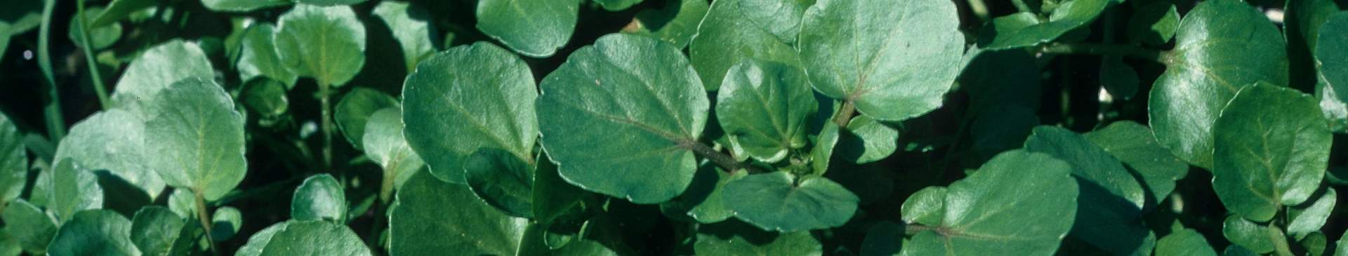 Watercress: A Prolific Crop of Peppery Goodness