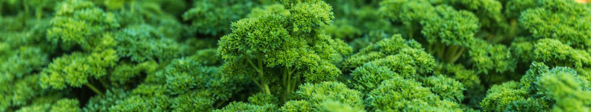 Growing and Using Parsley: From Seed to Plate