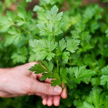 Growing and Using Parsley: From Seed to Plate