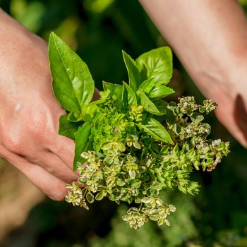 7 of the Best Fruit-Scented Herbs for Your Garden