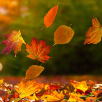 Why You Should 'Leave the Leaves'