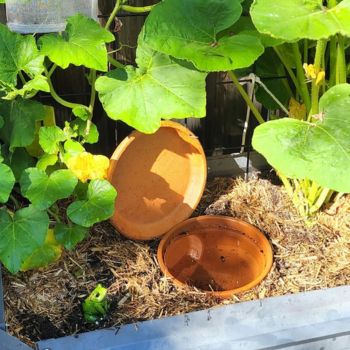 DIY Olla Pots: A Self-Watering Solution For The Holiday Season