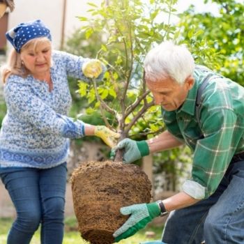 How to Repot Fruit Trees