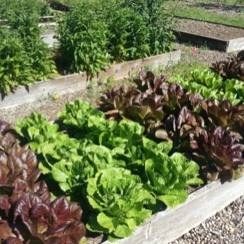 5 Simple Tips for Successful Raised Bed Gardening 