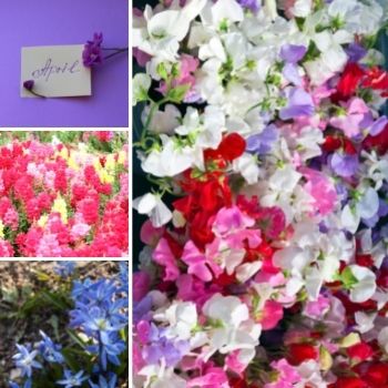 Garden Tips- April 2021