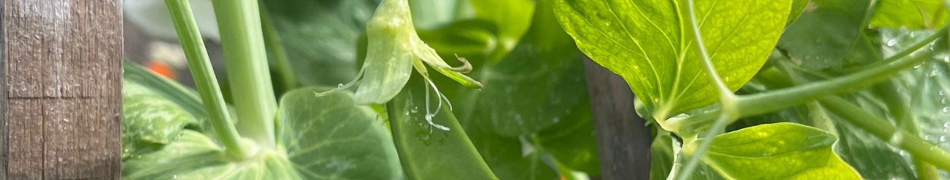 Why Your Garden Needs A Snow Pea Tower