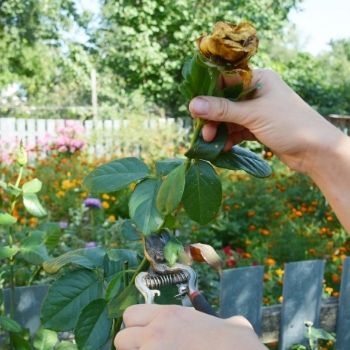 Deadheading: The Simple Way to Get More from Your Flower Garden
