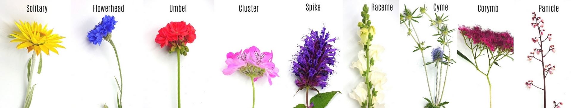 A Brief Guide to the Different Flower Types, Shapes, and Growing Patterns 