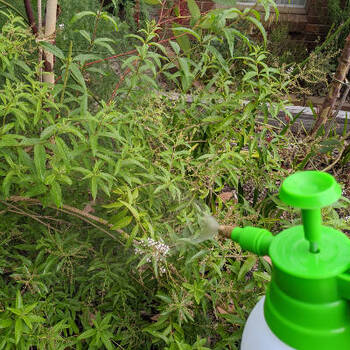 Foliar Feeding: Fast Nutrition for Your Plants