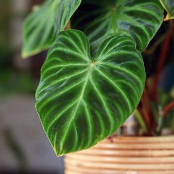 Caring for Houseplants in Winter