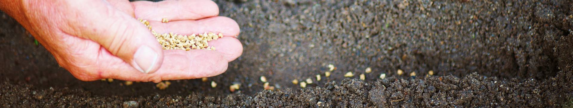 Direct Sowing: A Guide to Success