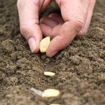 Direct Sowing: A Guide to Success