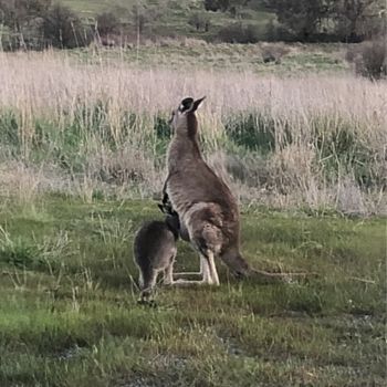 Stop Yourself Going Hopping Mad- Simple Kangaroo Protections