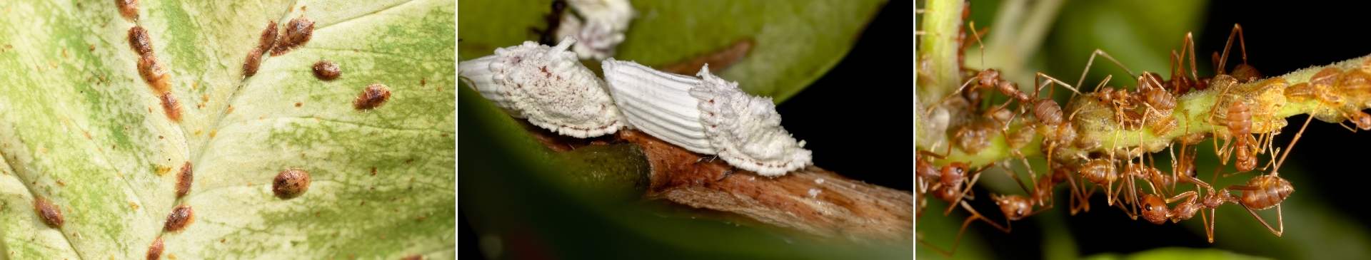 Scale Insects: A Garden Pest with Many Disguises