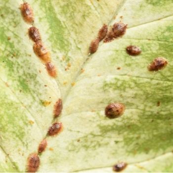 Scale Insects: A Garden Pest with Many Disguises