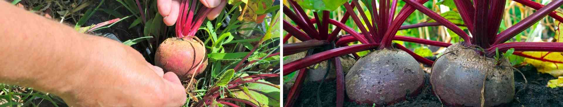 Beetroot: An Underrated Addition to Your Veggie Patch