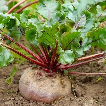 Beetroot: An Underrated Addition to Your Veggie Patch