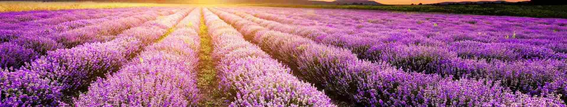 6 Ways to Utilise the Lavender in Your Garden