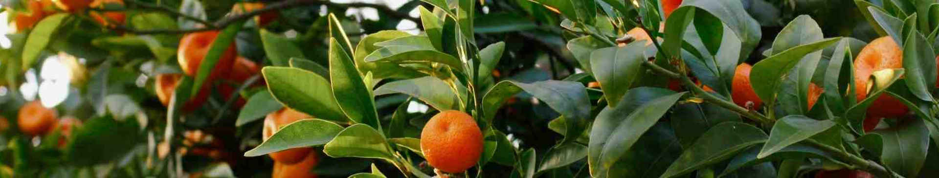Citrus Gall Wasp: Prevention and Control