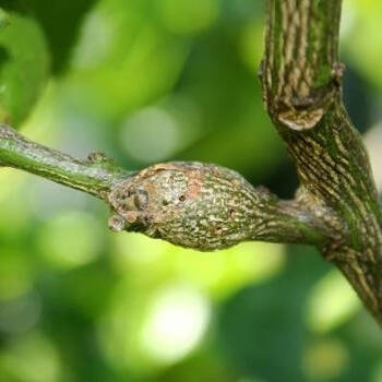 Citrus Gall Wasp: Prevention and Control