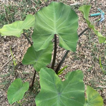 Taro (Corm)