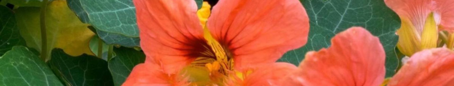 How To Make Nasturtium Capers