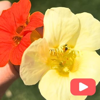 How To Make Nasturtium Capers