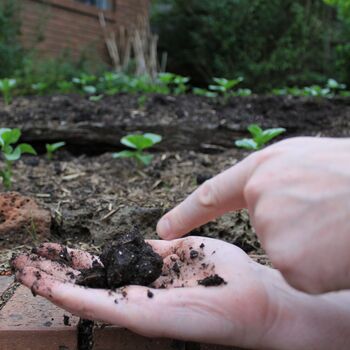 Worms, Vinegar, and Baking Soda: Testing Your Garden Soil the Old-Fashioned Way