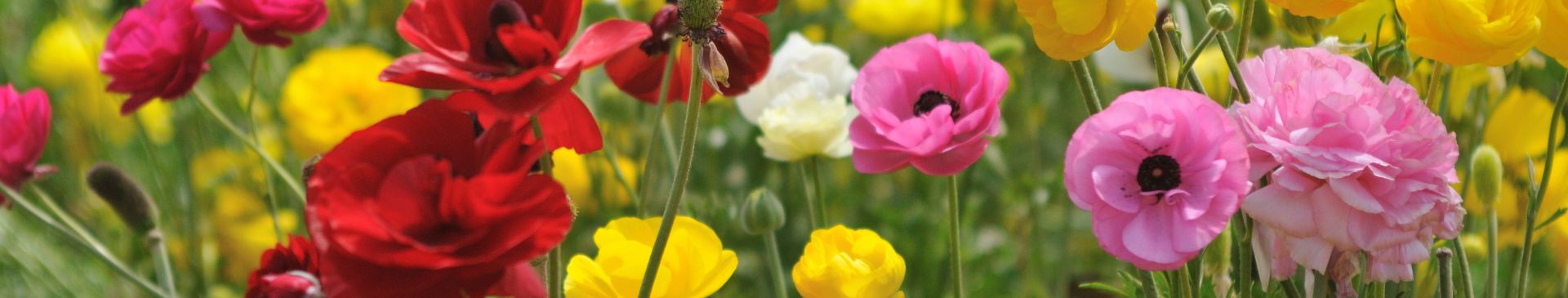 How to Grow Ranunculus Seeds | The Seed Collection
